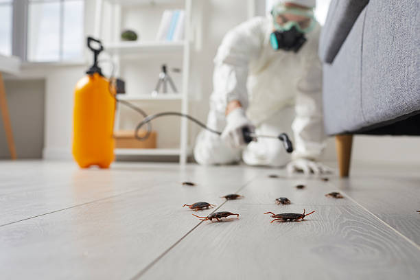 Commercial Kitchen Cockroach Control in Santo Domingo Pueblo